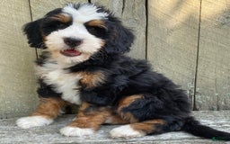 Mini Bernedoodle dogs for sale: ❤️ Boston Ma ❤️ Mini Bernedoodle - Image 1