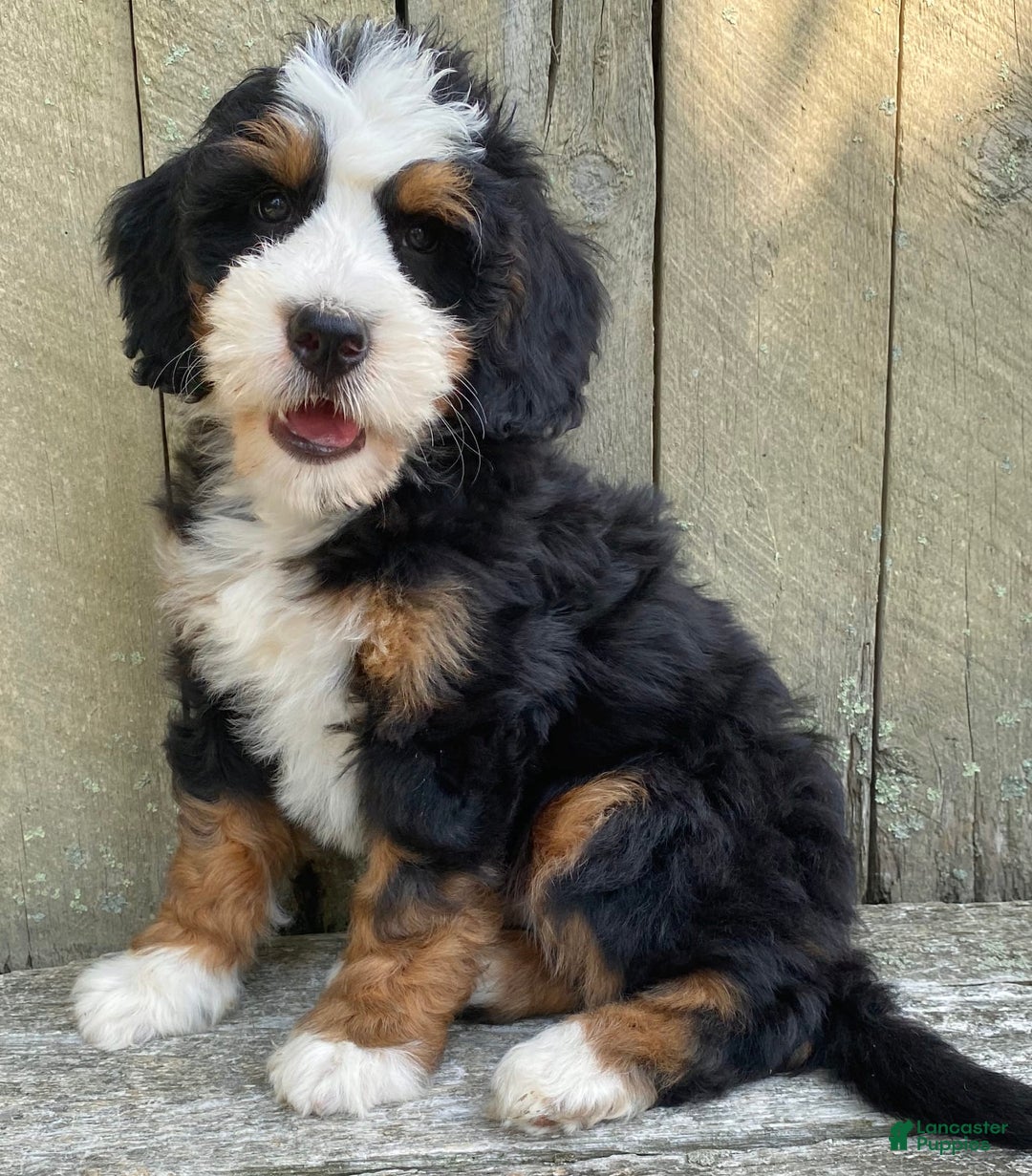 Mini Bernedoodle dogs for sale: ❤️ Boston Ma ❤️ Mini Bernedoodle - Image 1