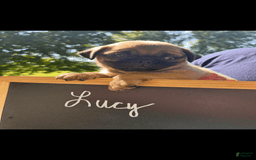 Pug dogs for sale: Pug 4 puppies - Image 4
