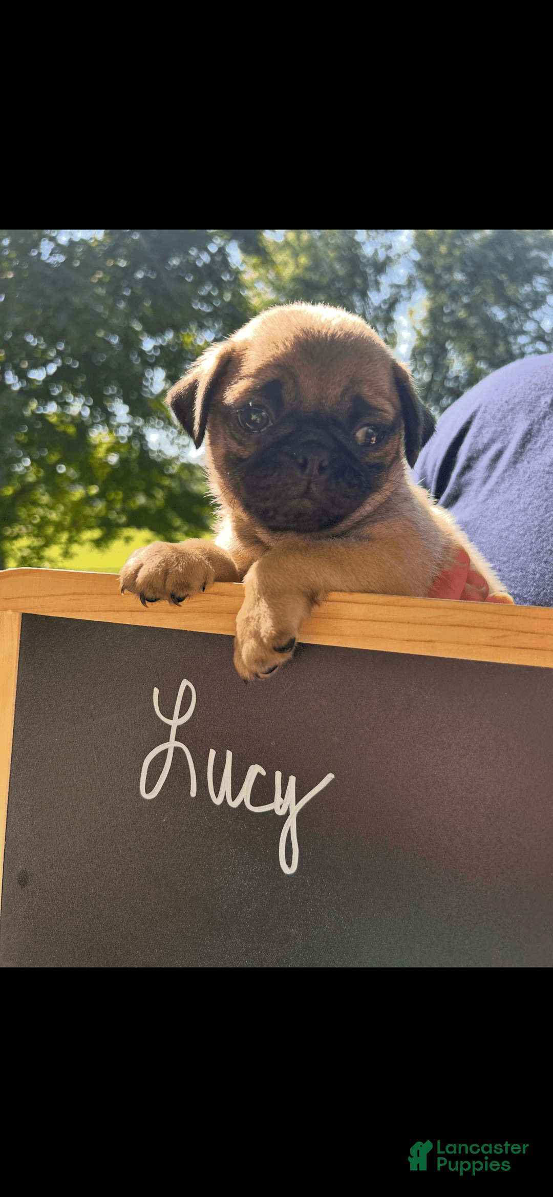 Pug dogs for sale: Pug 4 puppies - Image 4