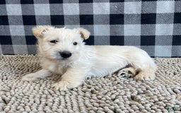 Scottish Terrier dogs for sale: Rubert - Image 1
