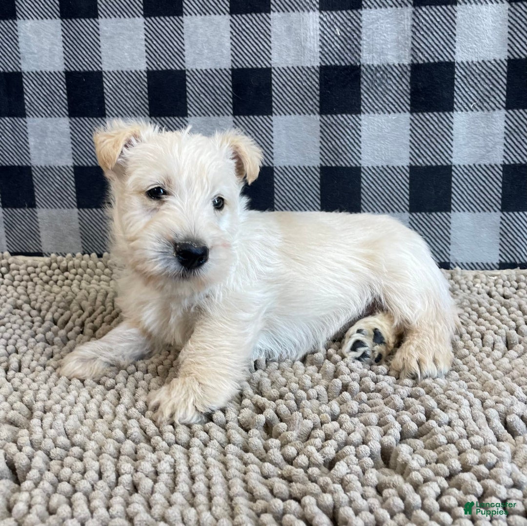 Scottish Terrier dogs for sale: Rubert - Image 1