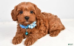 Cockapoo dogs for sale: Nila - Image 7