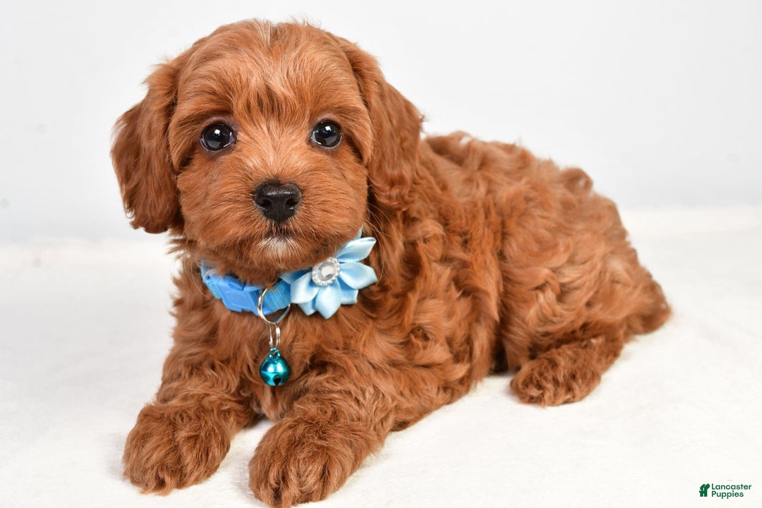Cockapoo dogs for sale: Nila - Image 7