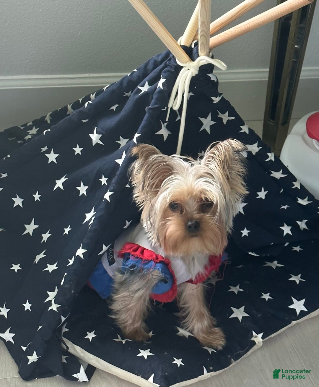 Yorkshire Terrier dogs for sale: Teddy - Image 3