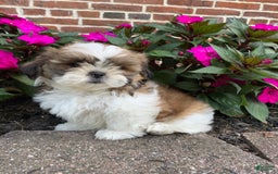 Shih Tzu dogs for sale: Luca - Image 2