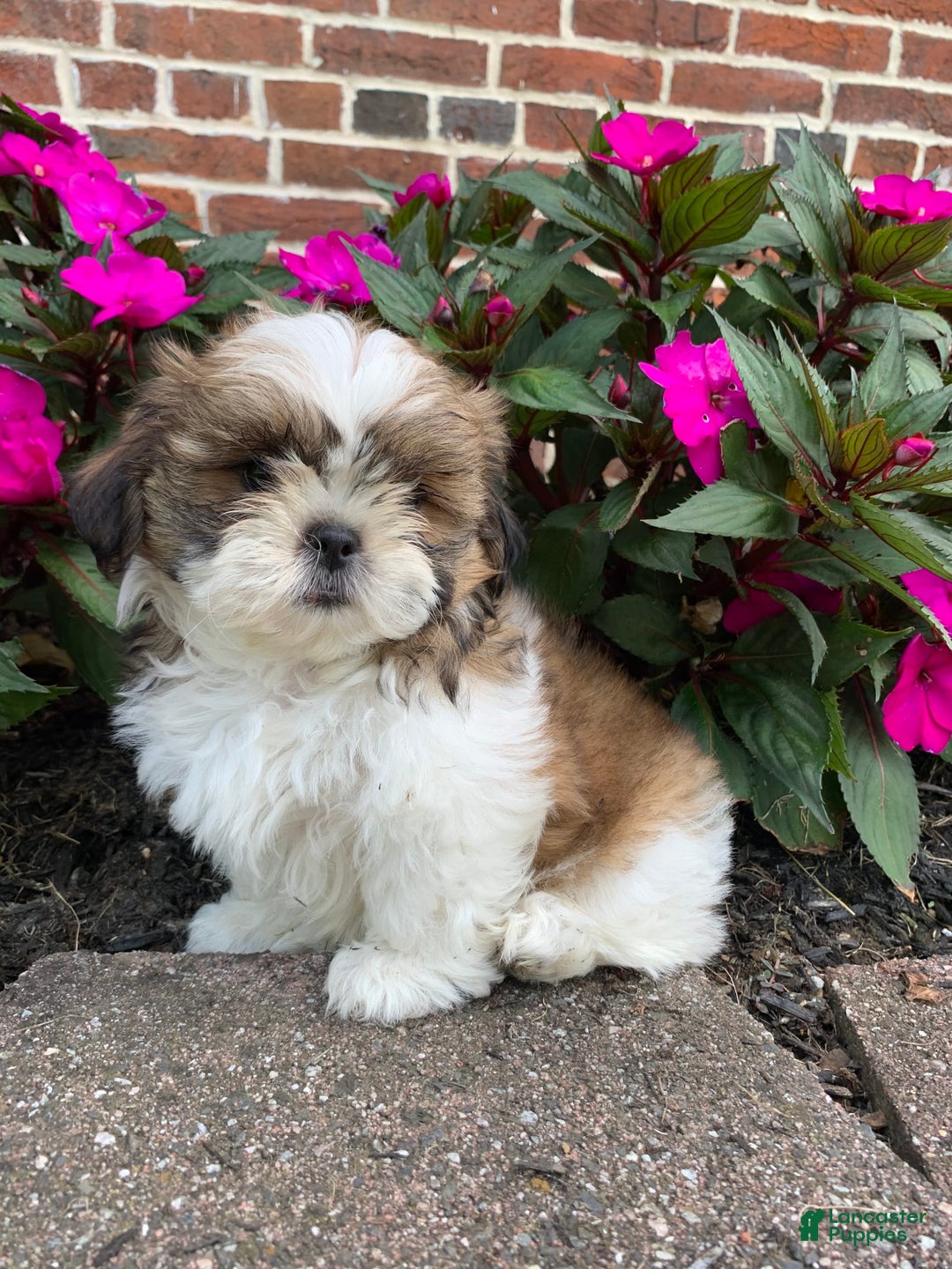 Shih Tzu dogs for sale: Luca - Image 2