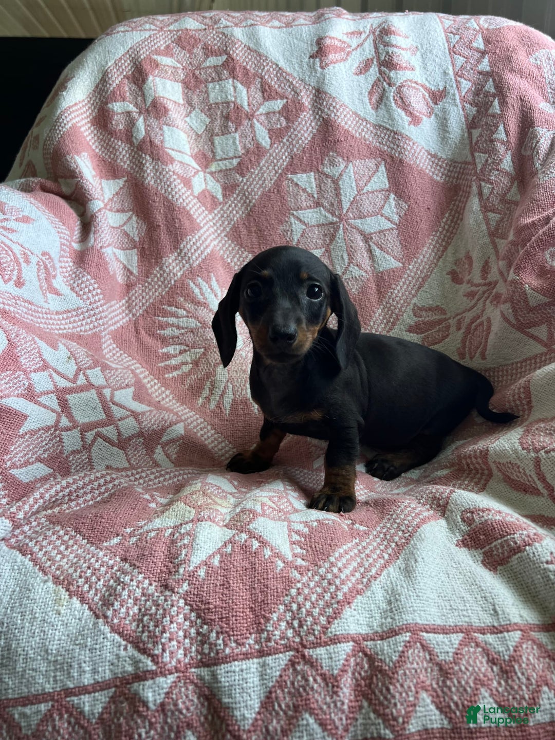 Dachshund dogs for sale: Sarah - Image 4