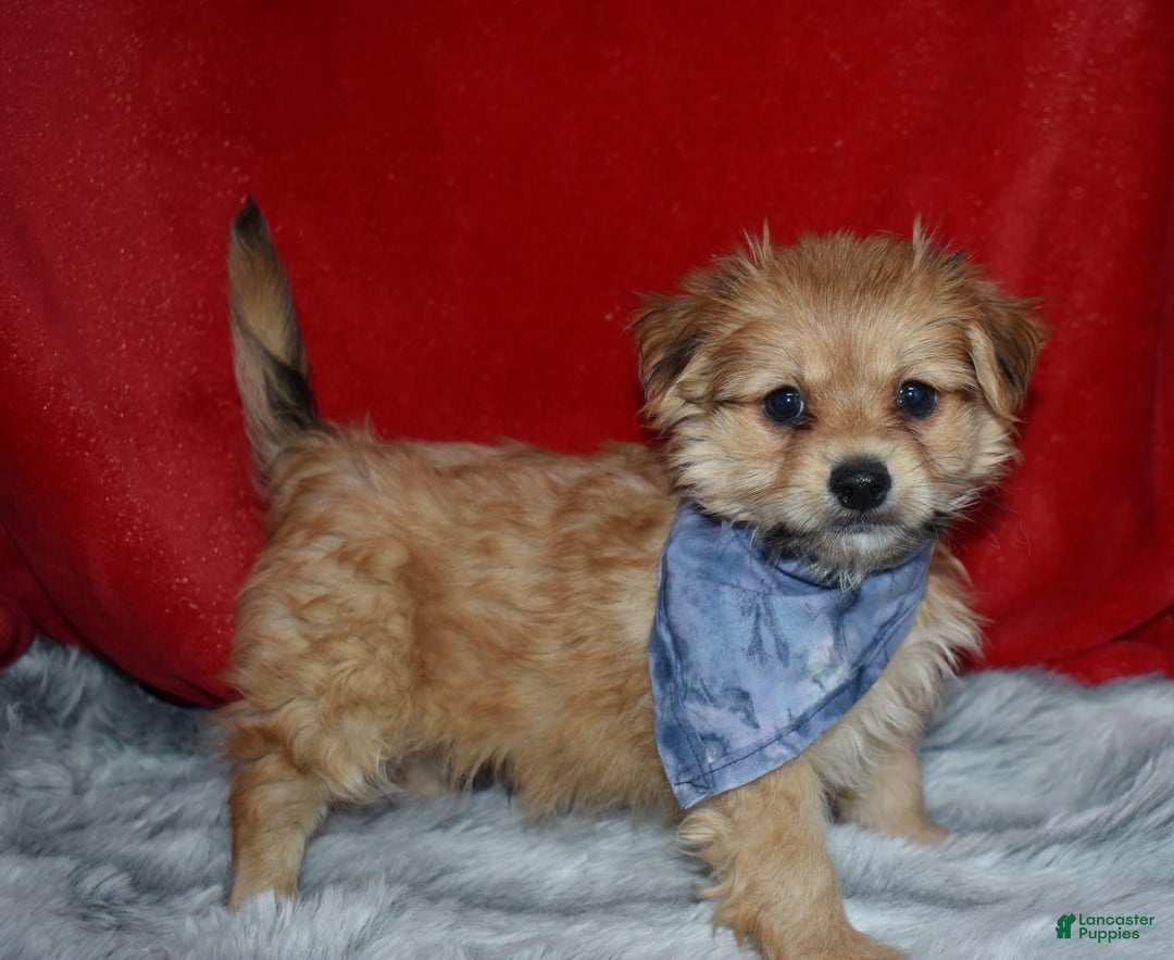 Morkie dogs for sale: Mighty Max - Image 2