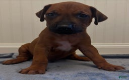 Rhodesian Ridgeback dogs for sale: Captain - Image 1