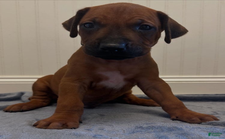 Rhodesian Ridgeback dogs for sale - Ad 5