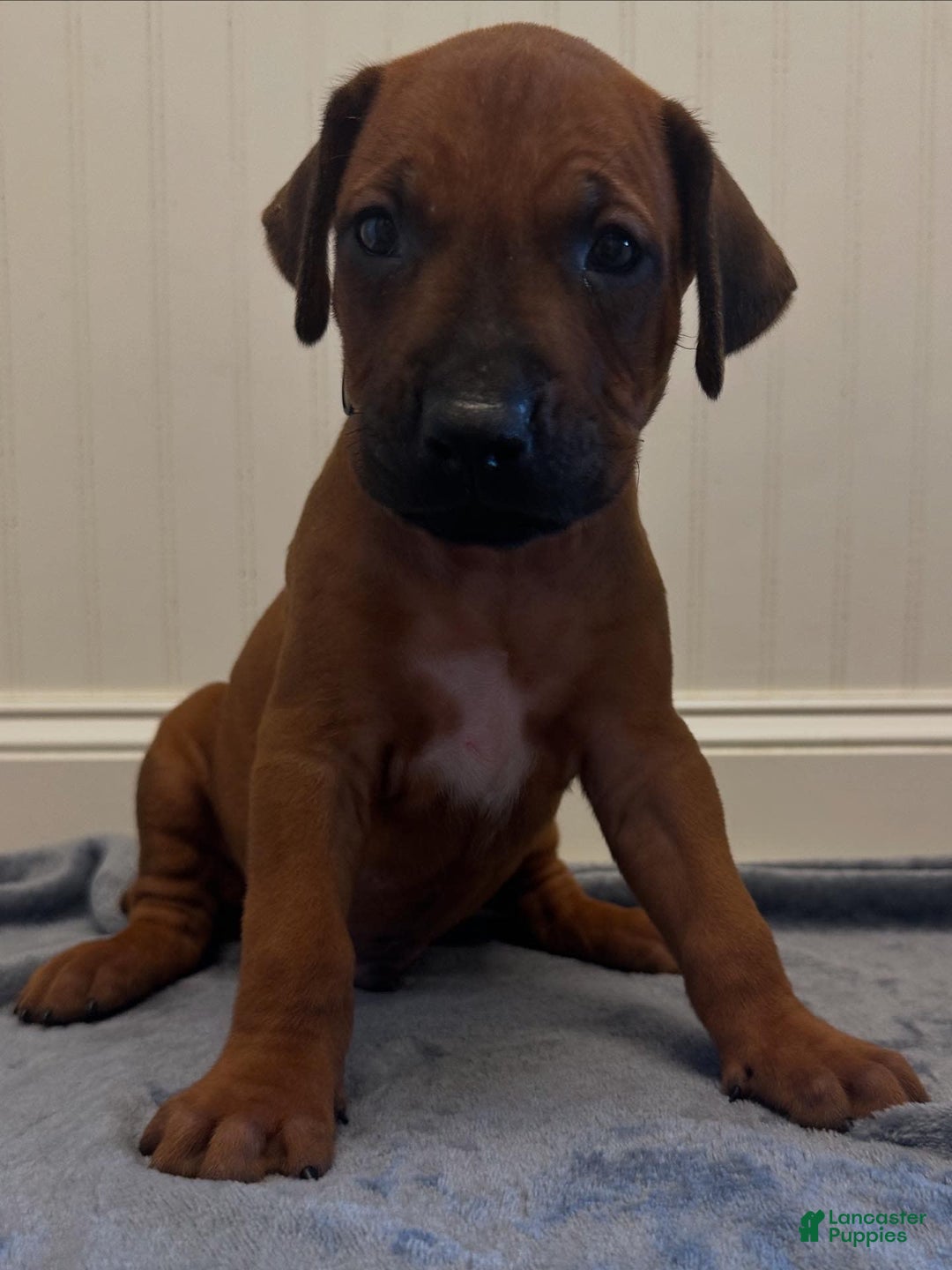 Rhodesian Ridgeback dogs for sale: Captain - Image 1