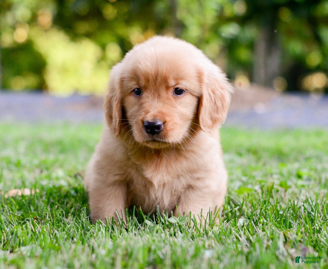Golden Retriever dogs for sale: Jack - Image 6