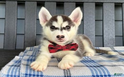 Siberian Husky dogs for sale: Charlie - Image 5