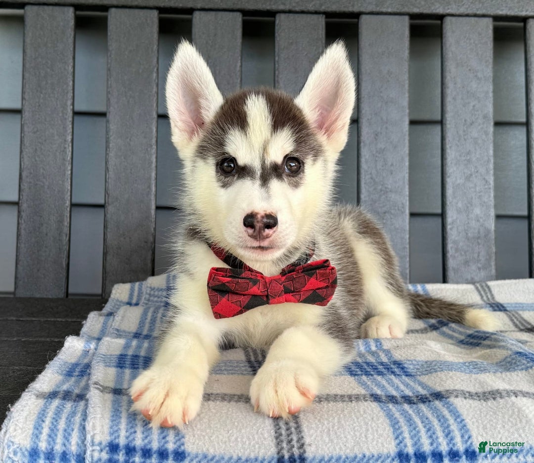 Siberian Husky dogs for sale: Charlie - Image 5