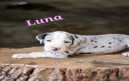 Great Dane dogs for sale: Luna - Image 1