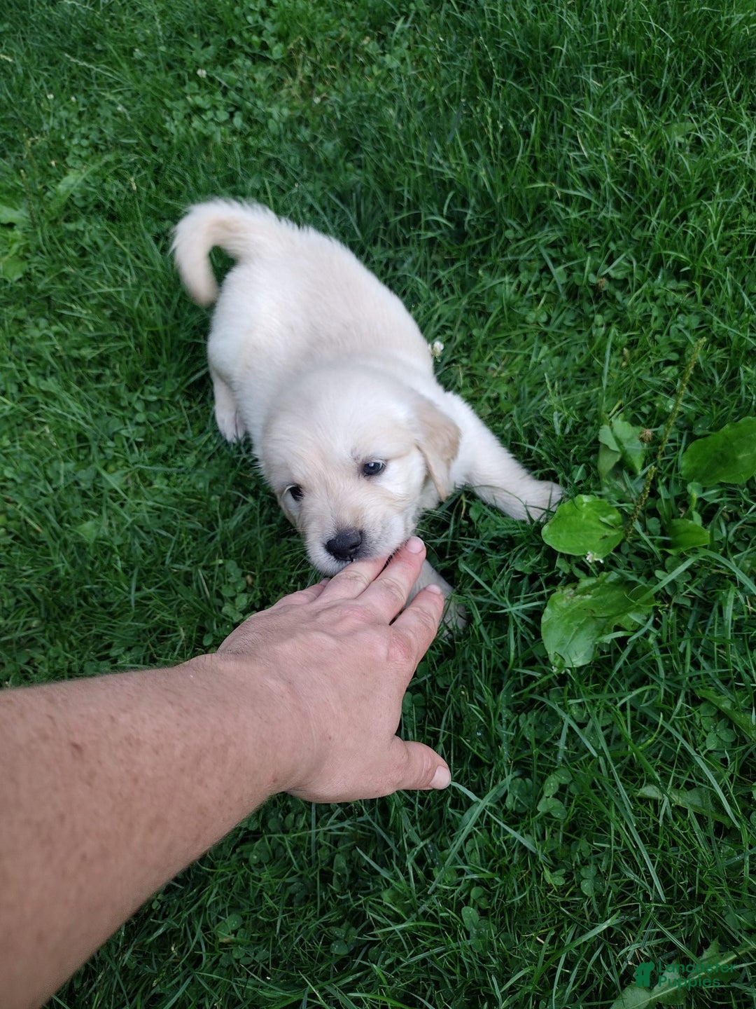 Golden Retriever dogs for sale: Pepper - Image 31
