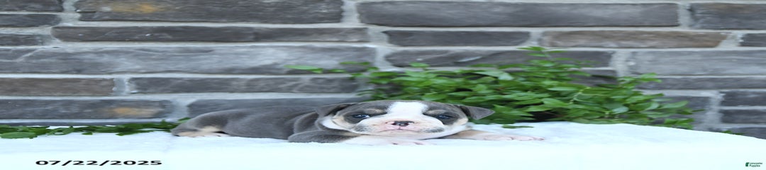 Chloe