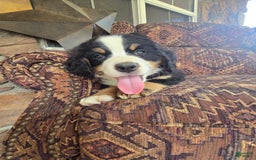 Bernese Mountain Dog dogs for sale: Violet - Image 2