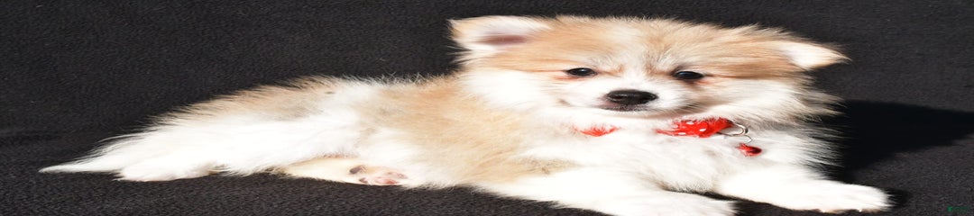 Bo