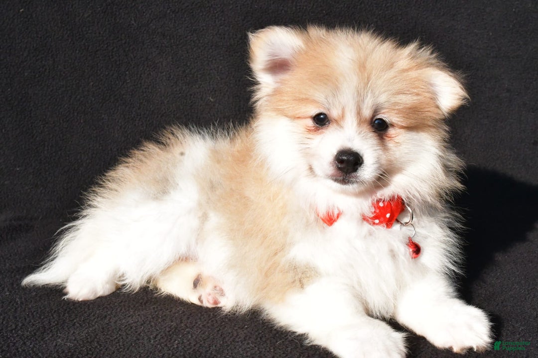 Pomeranian dogs for sale: Pomeranian 2 puppies - Image 1