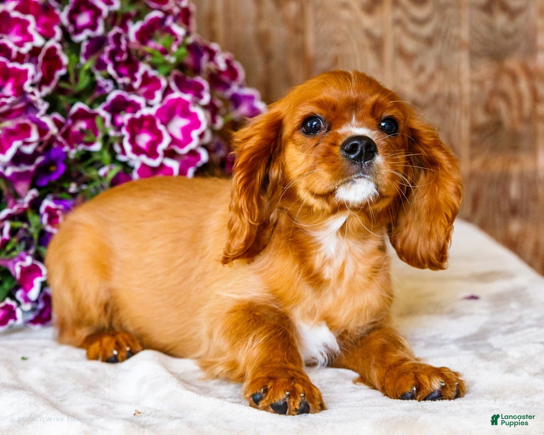Cavalier King Charles Spaniel dogs for sale: Oliver - Image 3
