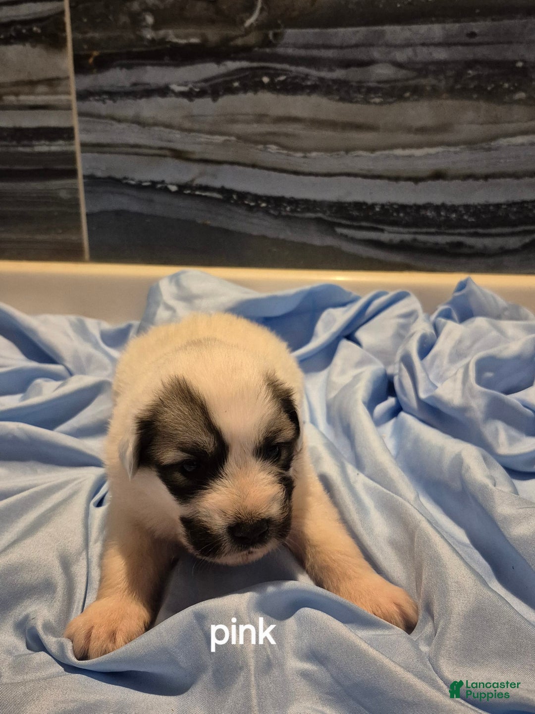 Great Pyrenees dogs for sale: Pink - Image 3