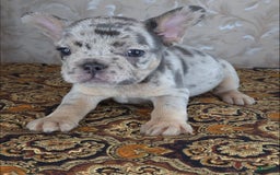 French Bulldog dogs for sale: Honoka - Image 5