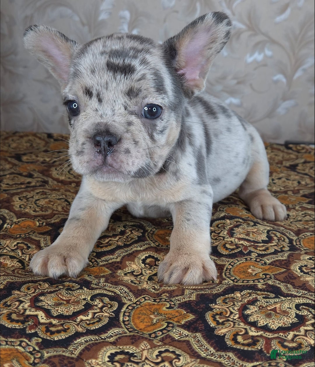 French Bulldog dogs for sale: Honoka - Image 5