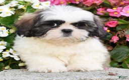 Shih Tzu dogs for sale: Denver - Image 5