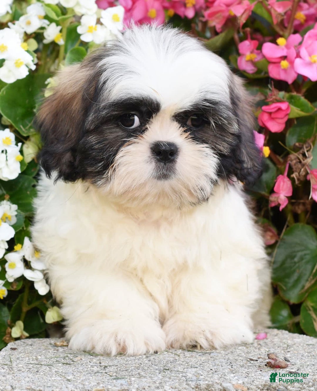 Shih Tzu dogs for sale: Denver - Image 5
