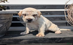 Mini Hippo dogs for sale: Cody - Image 20