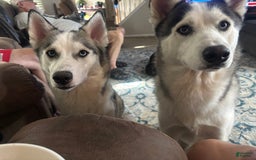 Siberian Husky dogs for sale: Baby B - Image 4