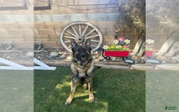 German Shepherd dogs for sale: Rip - Image 4
