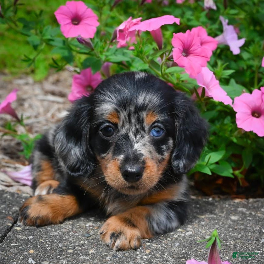Miniature Dachshund dogs for sale: Scarlet - Image 3