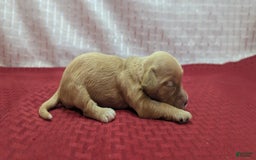 Cockapoo dogs for sale: Ruffnut - Image 3
