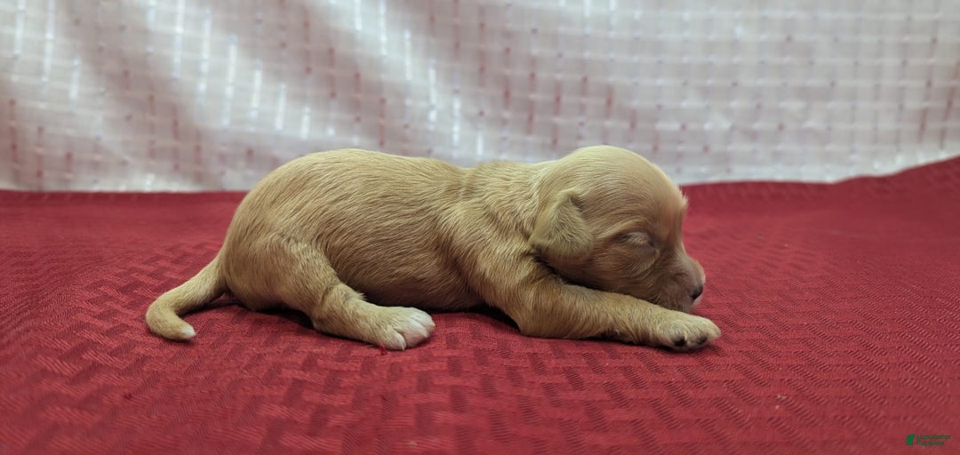 Cockapoo dogs for sale: Ruffnut - Image 3