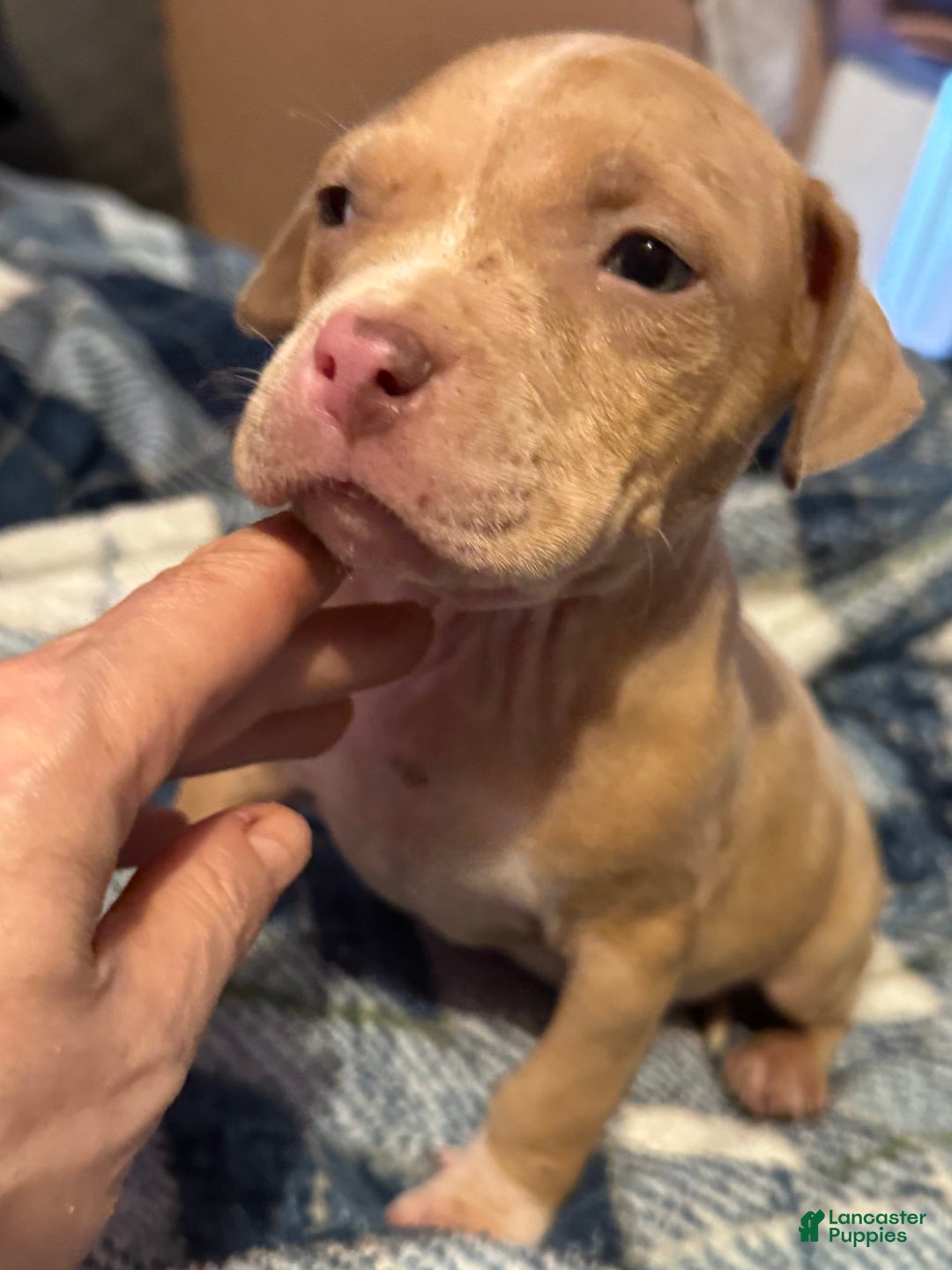American Bully dogs for sale: Little Leo - Image 5
