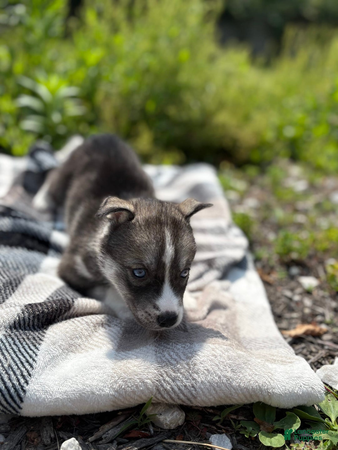 Siberian Husky dogs for sale: Yellow - Image 2