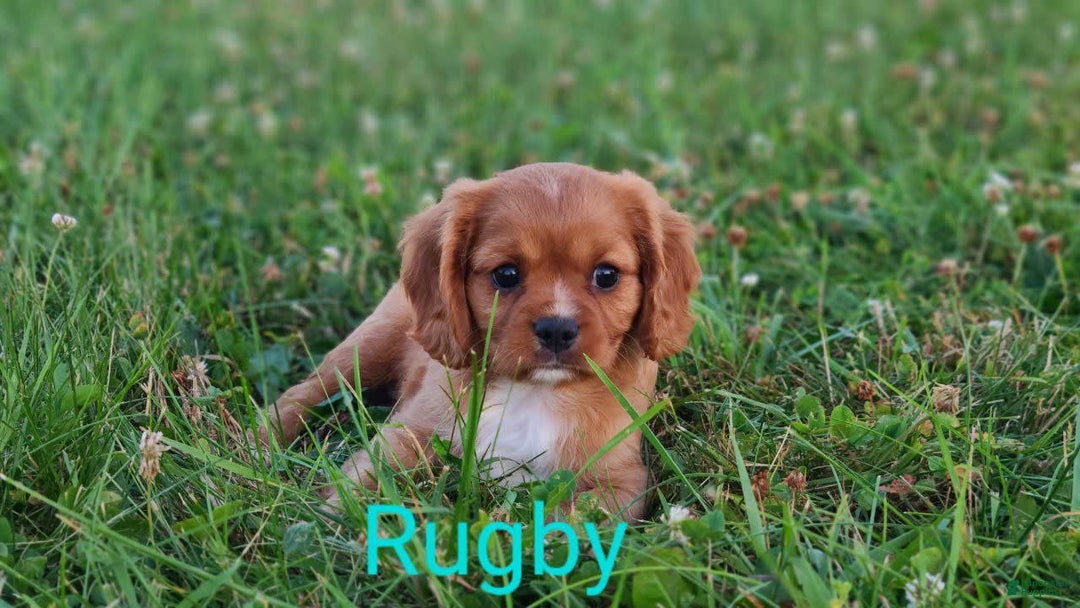 Cavalier King Charles Spaniel dogs for sale: Rugby - Image 1