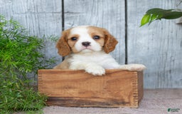Cavalier King Charles Spaniel dogs for sale: Theo - Image 1