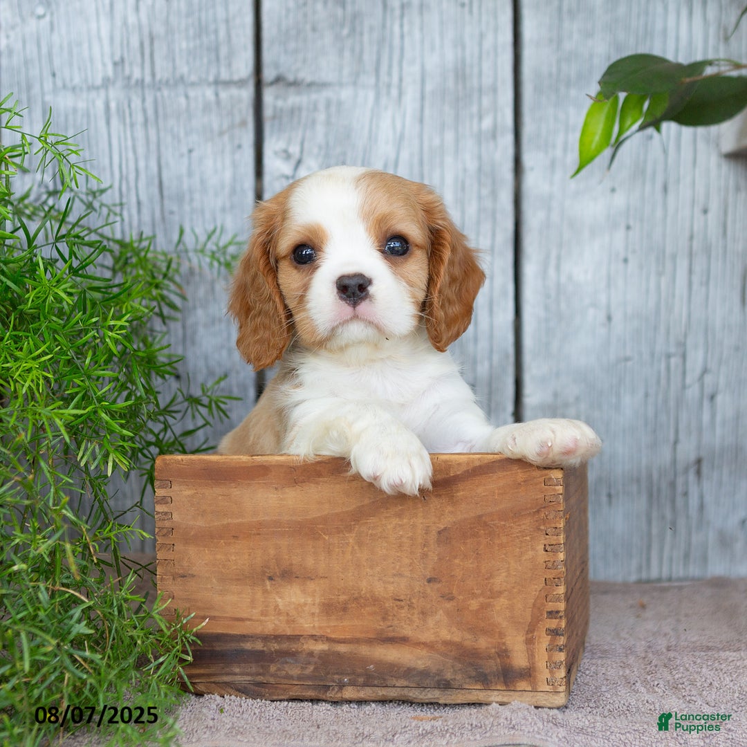 Cavalier King Charles Spaniel dogs for sale: Theo - Image 1