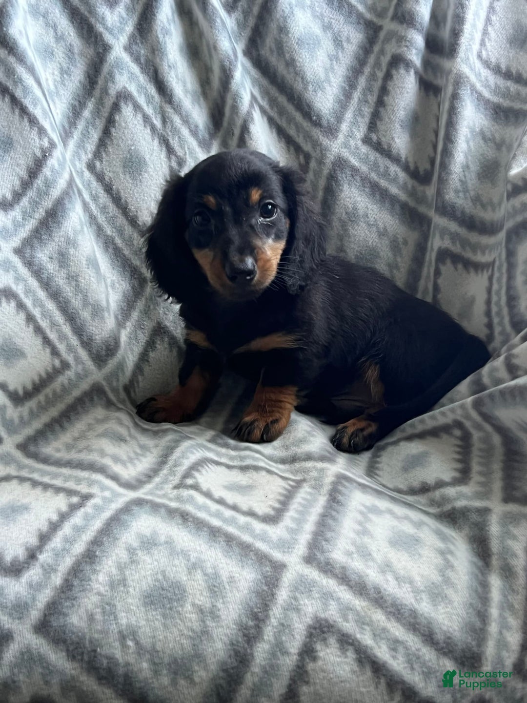Dachshund dogs for sale: Midnight - Image 2