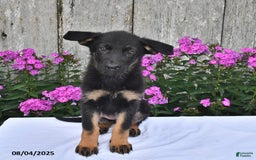 German Shepherd dogs for sale: Megan - Image 10