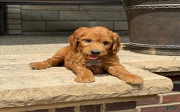 Goldendoodle dogs for sale: Jack - Image 5