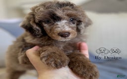 Standard Poodle dogs for sale: Amos - Image 4