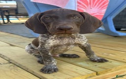 German Shorthaired Pointer dogs for sale: Hunter - Image 7