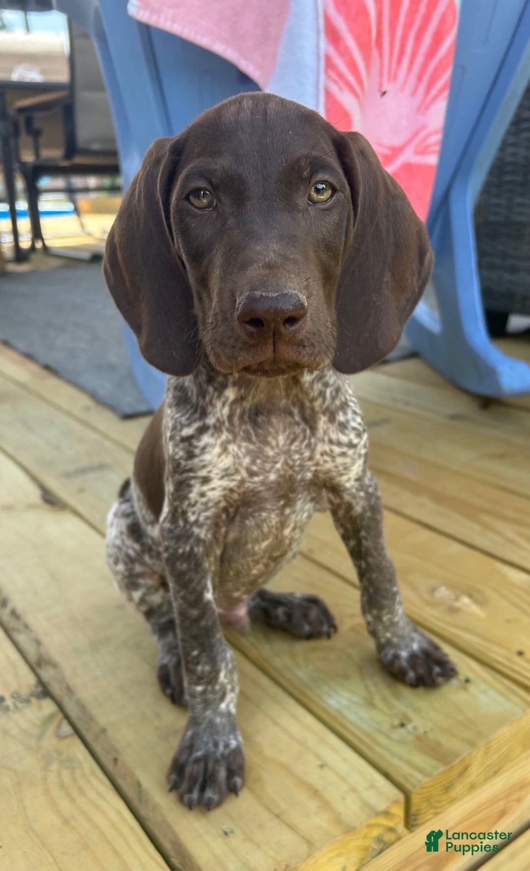 German Shorthaired Pointer dogs for sale: Hunter - Image 7