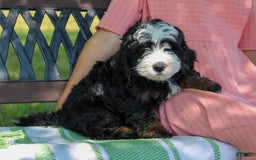 Mini Bernedoodle dogs for sale: Leo - Image 7