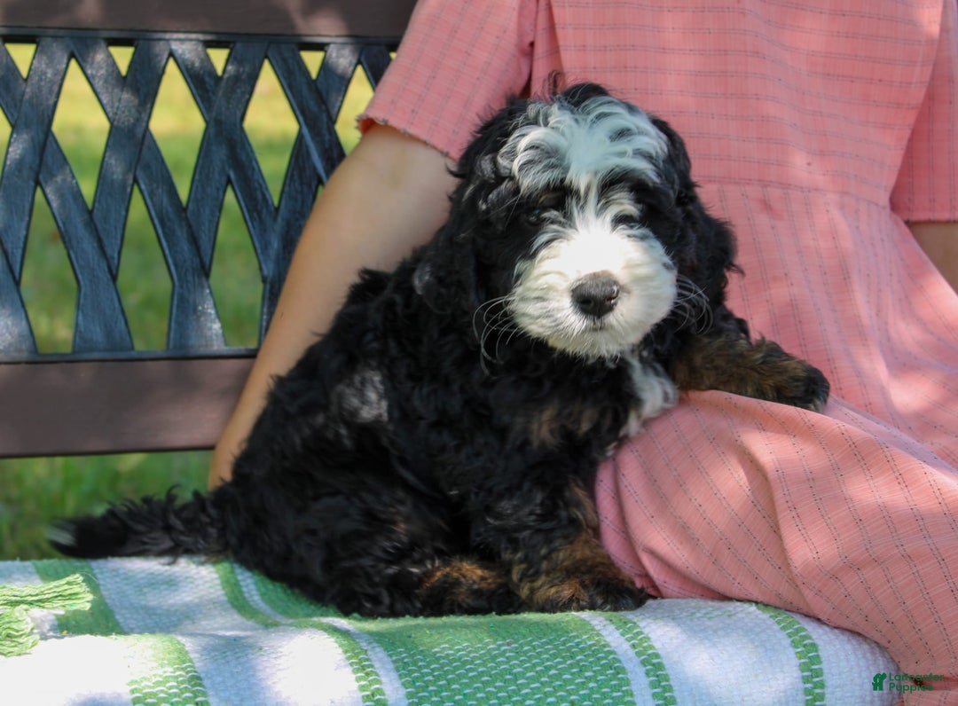 Mini Bernedoodle dogs for sale: Leo - Image 7